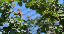 春花养殖秘籍（掌握养殖方法让春花绽放绚丽）