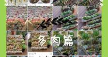 多肉戴比的养殖方法（打造多肉花园的独特选择）