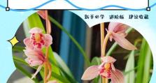 兰花黄叶的原因及处理方法（探究兰花黄叶的成因，提供有效解决办法）