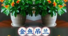 吊兰的开花技巧与注意事项（打造舒适的环境，让吊兰开出绚丽的花朵）