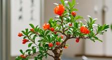 石榴盆栽的养殖方法（打造繁花似锦的石榴盆栽）
