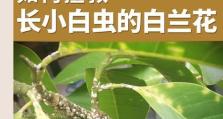 夏天吊兰长虫子了怎么办？（防治夏季吊兰虫害的有效方法）