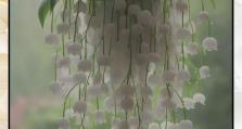 以吊兰插枝易生根的秘诀（宝贵经验分享，让你轻松培育健康吊兰）