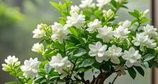 盆栽茉莉花的养殖方法与技巧（打造室内清香，享受茉莉花的美丽与芬芳）