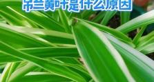 吊兰黄叶原因及养护技巧（探究吊兰黄叶背后的秘密，助你更好地养护吊兰）