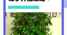让绿箩爬墙的绝佳方法（让你的绿箩成为墙上的美丽景观）
