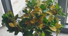 栀子花叶变黄的原因及处理方法（了解栀子花叶变黄的真相，恢复植物的健康生长）