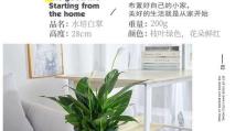 水培白掌花花蕾变黄的原因及解决方法（解析白掌花花蕾变黄的问题，让你的白掌花健康成长）