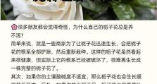 栀子花烂根如何挽救？（教你一招，让栀子花重新焕发生机！）
