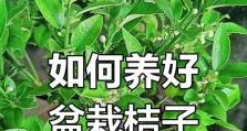 从橘子盆栽到长出香甜橘子的秘诀（如何在家中种植橘子盆栽，让它结出美味的橘子）