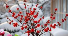 盆栽梅花病虫害防治指南（保护盆栽梅花，享受美丽花期）