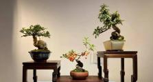 微型森林盆栽（创造迷你森林，拥抱自然生机）