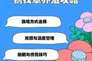 如何安全过冬？——冬季养护铜钱草的关键技巧（水培铜钱草冬天怎样养？）