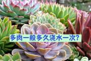 多肉植物的生长秘籍