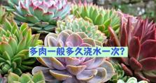 多肉植物的生长秘籍