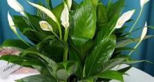 室内白掌冬天养护全攻略（冬季白掌养护，让你的植物健康茁壮）