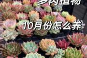 多肉夏季养护全攻略（打造一帆风顺的多肉盆栽夏季生活）