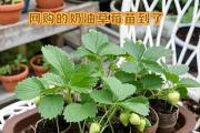 盆栽草莓管理技术（培养自己的草莓园，享受红莓的滋味）