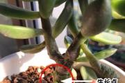 掰叶还是不掰叶？以多肉长侧芽的疑问解答（科学的护理方法与技巧，助你打造健康多肉园）