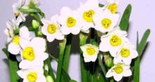 水仙花的功效与注意事项（在卧室放水仙花有什么好处？如何正确养护？）