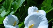 马蹄莲花期全解析（马蹄莲开花的时节及特点）