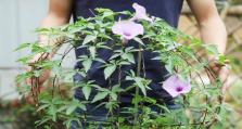 喇叭花的种植方法和栽培技巧（如何在家中种植美丽的喇叭花？）