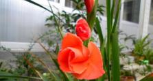剑兰四季芬芳（一年四季开满花海）