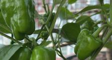 打造居家盆栽新宠——辣椒盆栽的种植方法