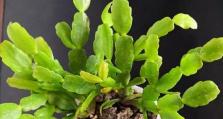 假昙花施肥指南（了解假昙花的肥料需求，让其生长更健康）