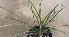 兰花种植技巧（科学播种，培育出高质量兰花）