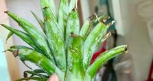 菠萝水培与土培对比研究（哪种方式更优？——探究水培和土培对菠萝生长的影响）