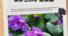 如何正确养护非洲紫罗兰（掌握关键技巧，打造美丽家园）