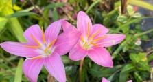 如何促进韭菜莲开花快速？（掌握关键步骤，提高开花效率）