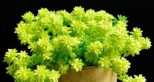黄金万年草如何分盆？（了解黄金万年草分盆的技巧与要点）