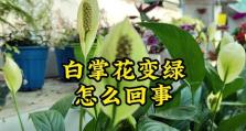 白掌花的神奇转变（探秘白掌花叶的色彩变化及其生理原因）