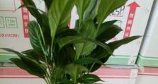 白掌花为什么发黄？（探究白掌花发黄的原因与处理方法）