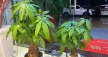 如何养护大发财树以促进其茂盛生长（打造繁茂的大发财树，这些注意点一定要知道！）
