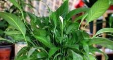 白掌花叶子发黄变黑的原因及处理方法（保护白掌花健康生长的关键措施）