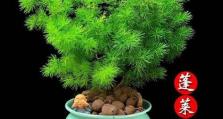 如何正确分盆以篷来松（掌握分盆技巧，培养健康的以篷来松）