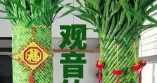 盆栽发财竹茎发黄的原因及处理方法（保护盆栽发财竹茎健康的关键）