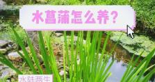 菖蒲草发黄的原因及处理方法（菖蒲草为什么会发黄？如何让菖蒲草恢复绿色？）