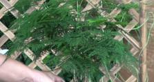 如何正确分盆文竹新芽（详细步骤教你将文竹新芽分盆）