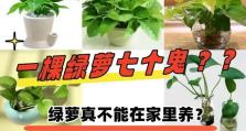 绿箩怎么养吊下来（培养绿箩吊养的技巧与要点）