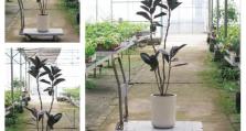 橡皮树的种植及养护（从种子到成树的全过程，打造美丽庭院的首选植物）