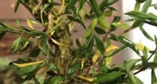 揭秘植物黄叶落叶的奥秘（探索植物黄叶落叶的原因和处理方法）
