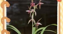 夏季盆栽白兰花的养护技巧（白兰花在夏季的水、光和温度要求及病虫害防治）