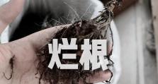 球兰烂根的治疗与护理方法（解决球兰烂根问题的有效措施）