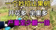 果树的开花结果（探究果树开花结果的影响因素与应对策略）