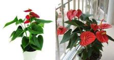 红掌花语与寓意（解读红掌花语与传统文化的深度内涵）