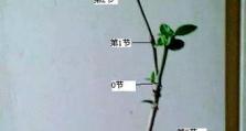 栀子花枝条有根的扦插方法（栀子花枝条扦插技巧，轻松培育美丽花园）